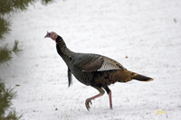Turkey